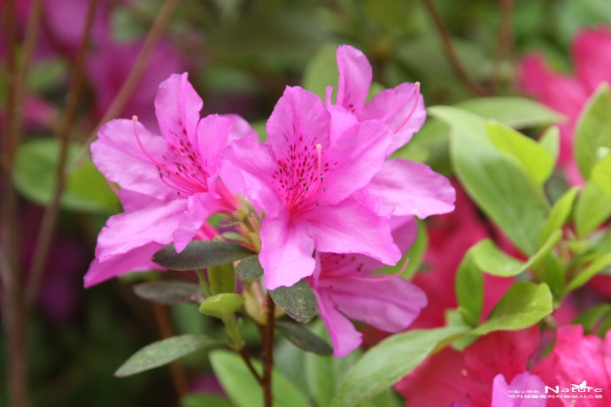 교화(校花)/School Flower : 영산홍(연산홍, 映山紅)