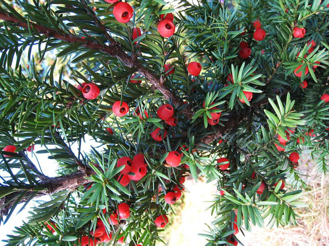 교목(校木)/School Tree : 주목나무(朱木 | Yew)